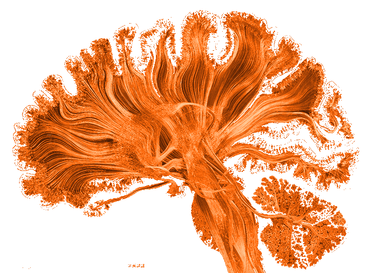 An illustration of the human brain, glowing in orange